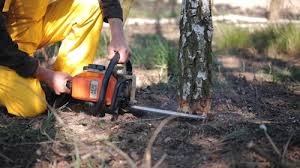 How Our Tree Care Process Works  in  Ayden, NC